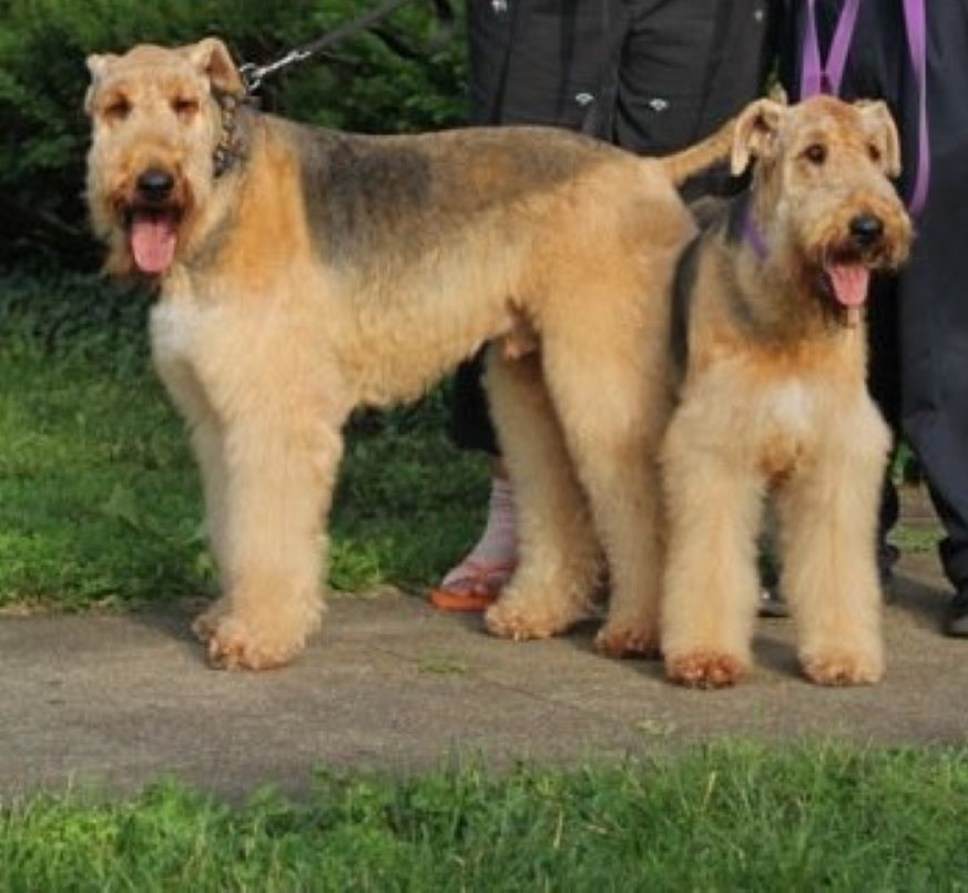 Airedale Merchandise